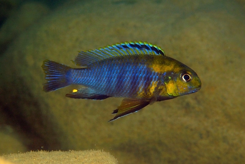 Tropheops sp. 'weed' Ruarwe